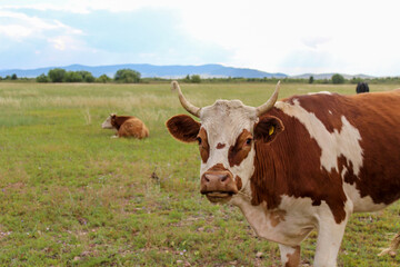 Fototapeta na wymiar Curious cow looking at camera while grazing on summer meadow