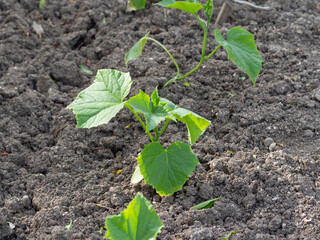 Close-up of Green cucumber seedlings in the garden. Cucumber seedlings in the garden in the open ground
