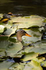Duck swimming through water lilies