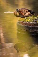 Duck scratching itself next to the water. Reflection in water.
