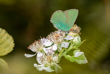 little butterflies continue their generation in small parks in the city