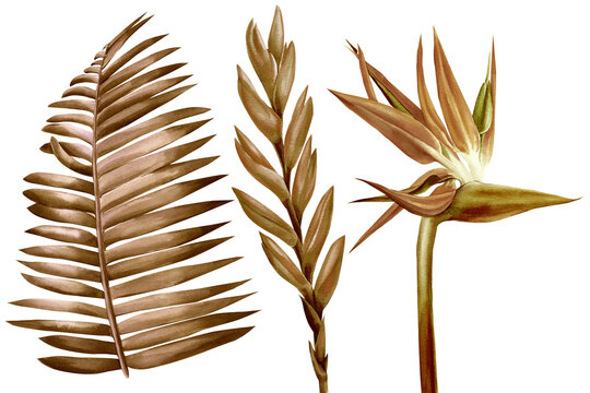 Tropical dry leaves and flowers on white background, watercolor illustration brown, sepia leaf. Strelitzia, bromeliad 