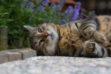 Tabby cat lying next to a catnip plant and making a funny face
