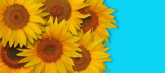Bright sunflowers on a blue background