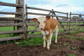 newborn little calf standing on farmland © Tungalag
