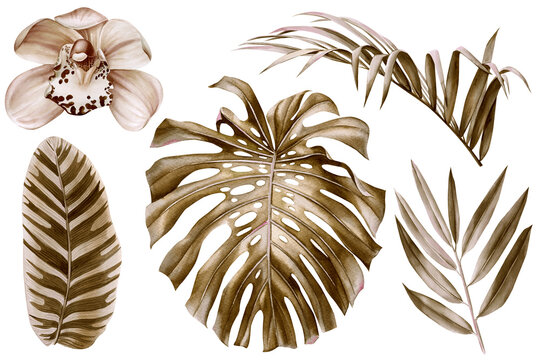 Watercolor Tropical boho dried palm leaves floral clip art. Exotic jungle botanical print. Vintage leaf