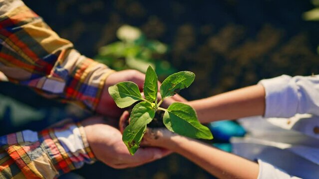 Top view of hands child holding in and give in parent hands sprout young tree. Father and son holding in palms little plant in soil. Young adult. Outdoor nature. Farming, ecology, transplant concept.