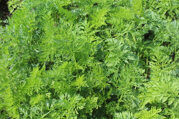 Carrot tops leaves full frame