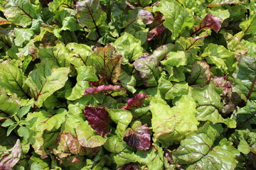 green purple top leaves of beetroot in the garden bed	