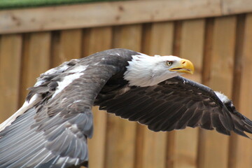 eagle in flight