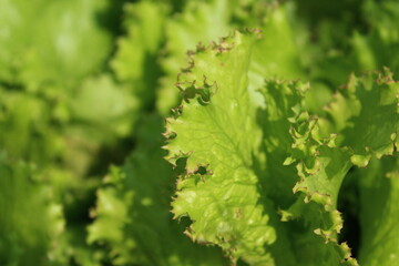 Fototapeta na wymiar Lettuce leaf vegetable in the garden 