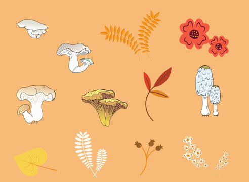 set of autumn leaves, flowers and mushrooms. Vector illustrations of fall related botanics. Nordic flora.
