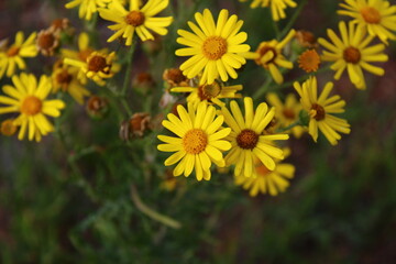 Yellow wild flowers on summer meadow