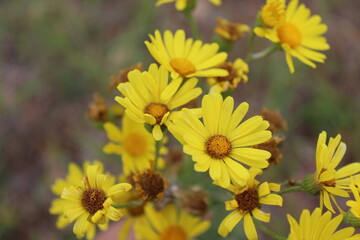 Yellow wild flowers on summer meadow