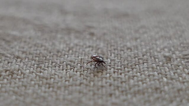 a dangerous tick. a carrier of diseases. encephalitis