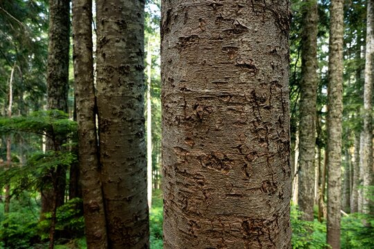 Closeup of a silver fir bark (Abies alba) at Dakota Ridge recreation area near Sechelt, BC, Canada
