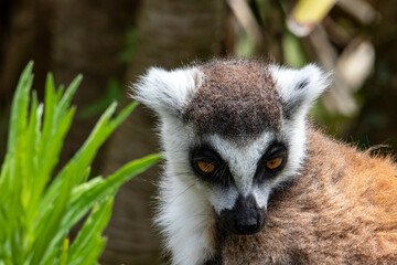 Portrait de Maki catta