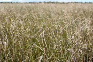 photograph of dry yellow grass on agricultural field 