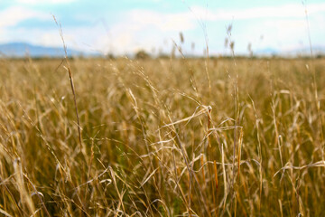photograph of dry yellow grass on agricultural field 