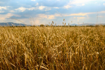 photograph of dry yellow grass on agricultural field 