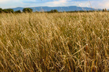photograph of dry yellow grass on agricultural field 