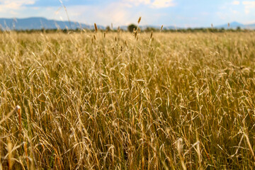 photograph of dry yellow grass on agricultural field 