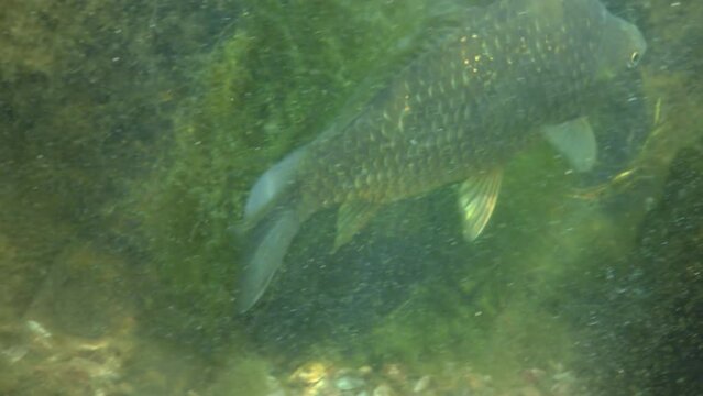 Big fish crucian carp in the lake