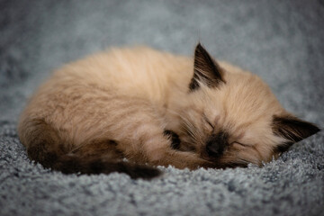 Fototapeta premium A small cute kitten sleeps sweetly on a fluffy gray blanket, curled up in a ball