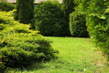 Beautiful view of green lawn, bushes and coniferous trees outdoors on spring day
