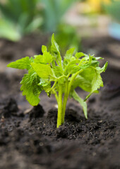 Young tomato seedling in fertile soil, closeup. Gardening time
