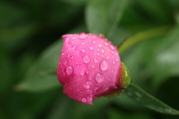 Beautiful pink peony bud with dew drops outdoors, closeup