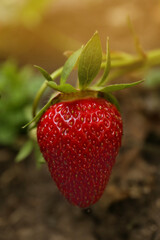 Strawberry plant with ripening berry growing in garden, closeup