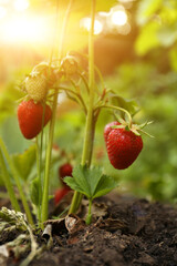 Strawberry plant with ripening berries growing in garden, closeup