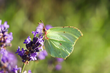 Beautiful butterfly in lavender field on summer day, closeup