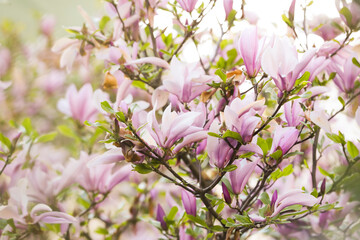 Magnolia tree with beautiful pink flowers outdoors, closeup