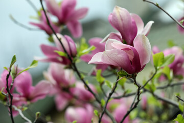 Naklejka na ściany i meble Beautiful magnolia tree with pink flowers on blurred background, closeup. Space for text