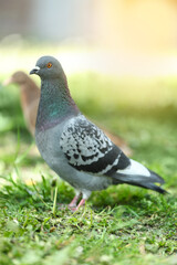 Beautiful grey dove on green grass outdoors