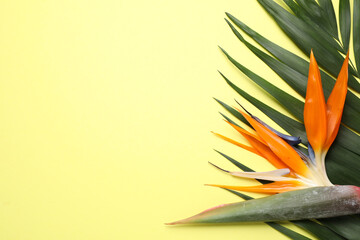 Fototapeta na wymiar Flat lay composition with Bird of Paradise tropical flowers on yellow background, space for text