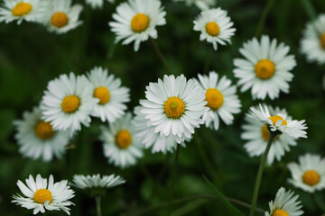 Beautiful tender daisy flowers growing outdoors, closeup