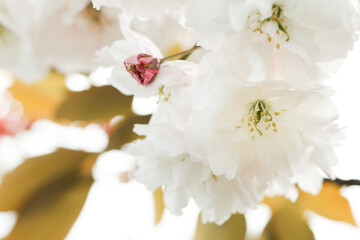 Beautiful white flowers of blossoming sakura tree, closeup