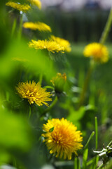 Beautiful yellow dandelions at backyard on sunny day, closeup