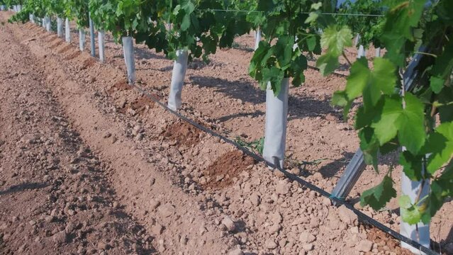 Drip irrigation close-up on a field with young grapes.