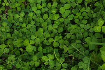 Beautiful bright green clover plants as background, closeup