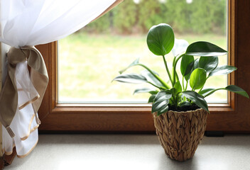 Beautiful houseplant with bright green leaves in pot on windowsill. Space for text