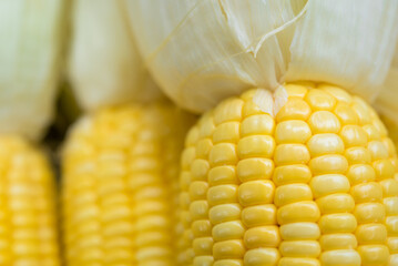 Closeup Yellow Corn, sweet corn, yellow corn background, healthy organic food, bio nutrition