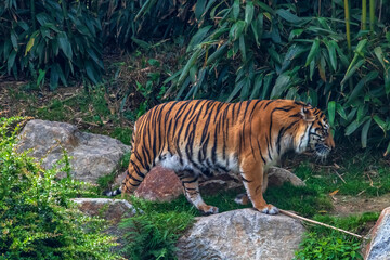 Tigre de Sumatra en profil