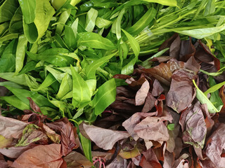 fresh green water spinach and red spinach vegetable on food market