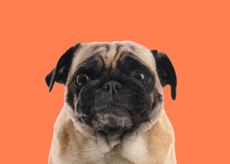 Happy cute pug dog on pale orange background