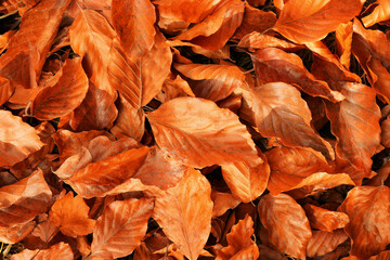 Pile of fallen orange autumn leaves on ground, top view