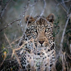 a Male leopard close up